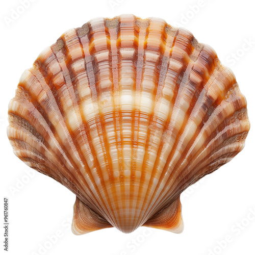 sea shell isolated on white