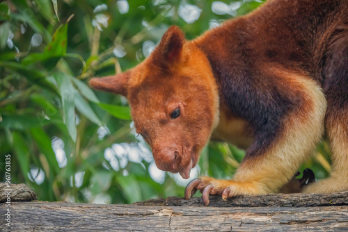 Goodfellow's Tree Kangaroo, portrait of very cute rare red animal. photo