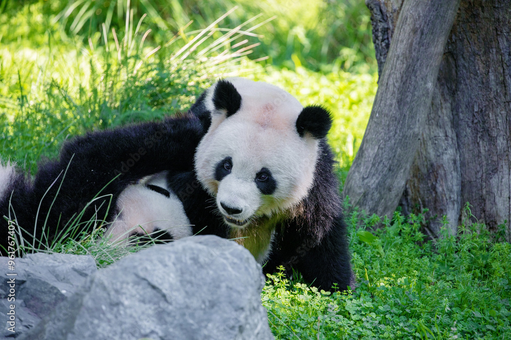 Fototapeta premium cheerful playing pandas on green lawn