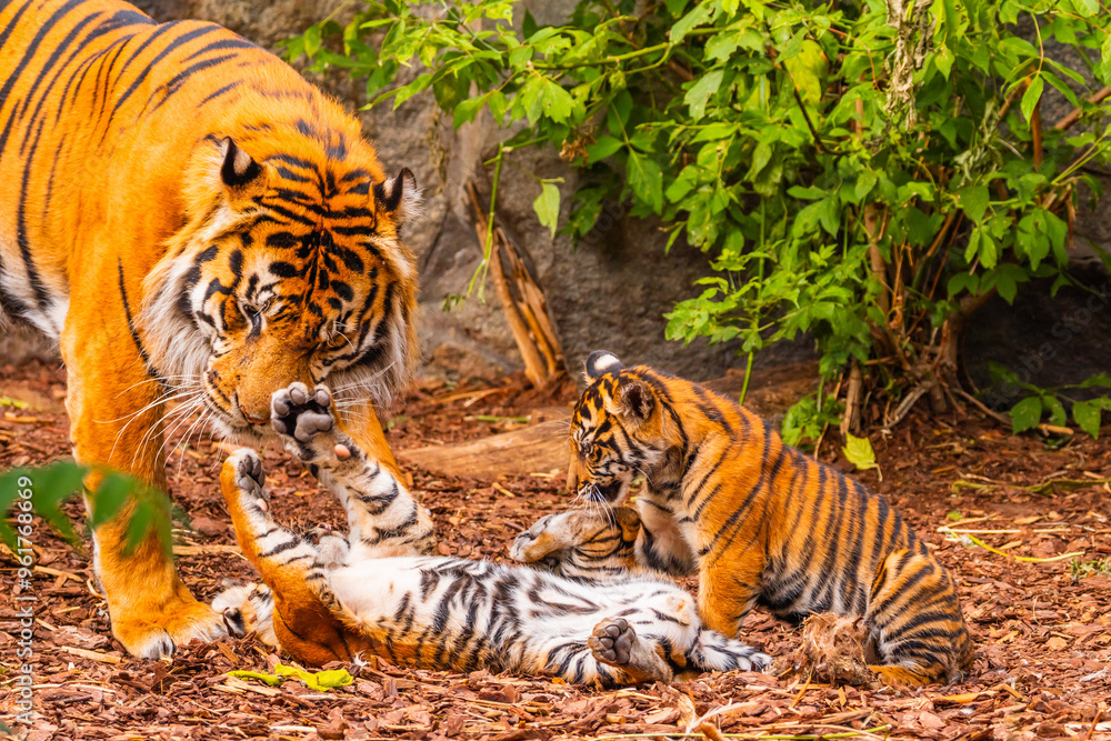 Sumatran tiger family with two little cubs Sumatran tiger family with two little cubs