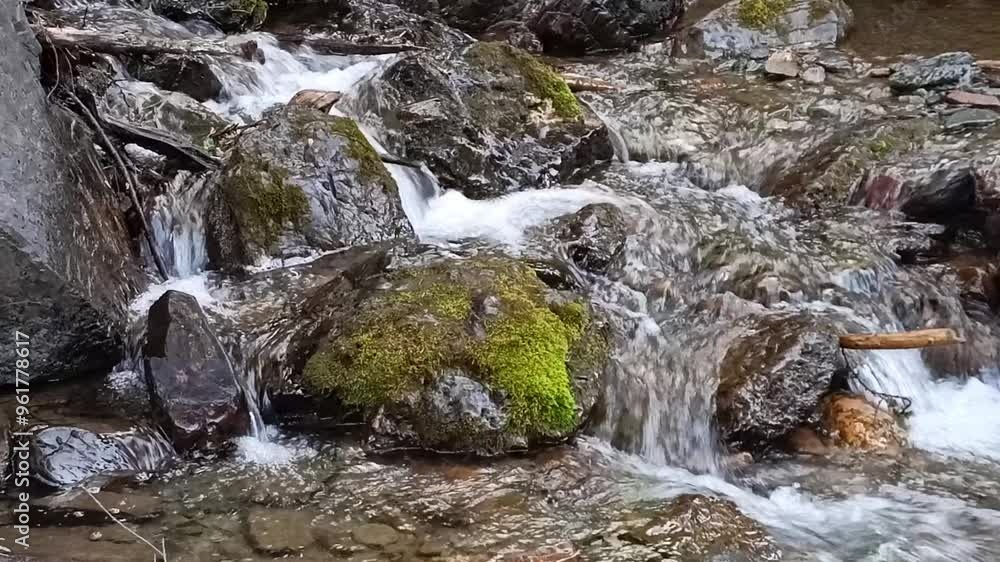 A close-up shot of a fast-flowing mountain river flowing through a pine forest, skirting large rocks in its bed. A close-up shot of a fast-flowing mountain river flowing through a pine forest, skirting large rocks in its bed.