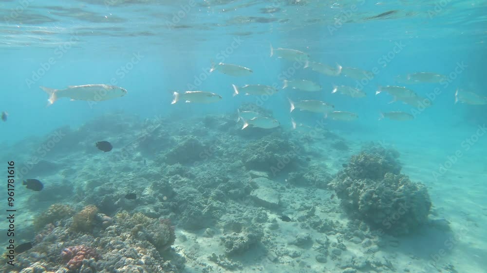 School of Striped Mullet (Mugil cephalus) swims in the blue water on sunny day in subeams. High quality 4k footage School of Striped Mullet (Mugil cephalus) swims in the blue water on sunny day in subeams. High quality 4k footage