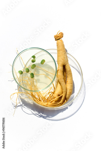 Abstract cosmetic laboratory. Ginseng Root and Liquid in perti dish photo