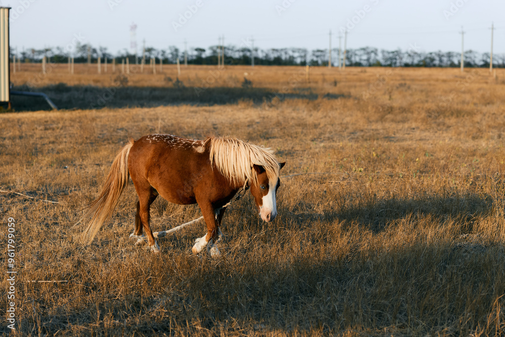 Two horses grazing peacefully in a sunlit field Two horses grazing peacefully in a sunlit field