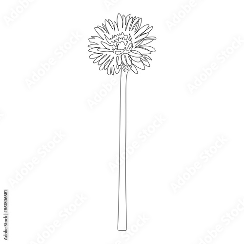 Wallpaper Mural Gerbera continuous line drawing. Black and white Floral Bouquets. Flower Coloring Page. Floral Line Art. Fine Line Lilies illustration. Hand Drawn flowers. Botanical Coloring. Wedding invitation Torontodigital.ca
