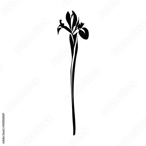 rIris Black and white silhouette. Floral silhouette. Hand Drawn flowers. Botanical Black silhouette isolated on white background photo