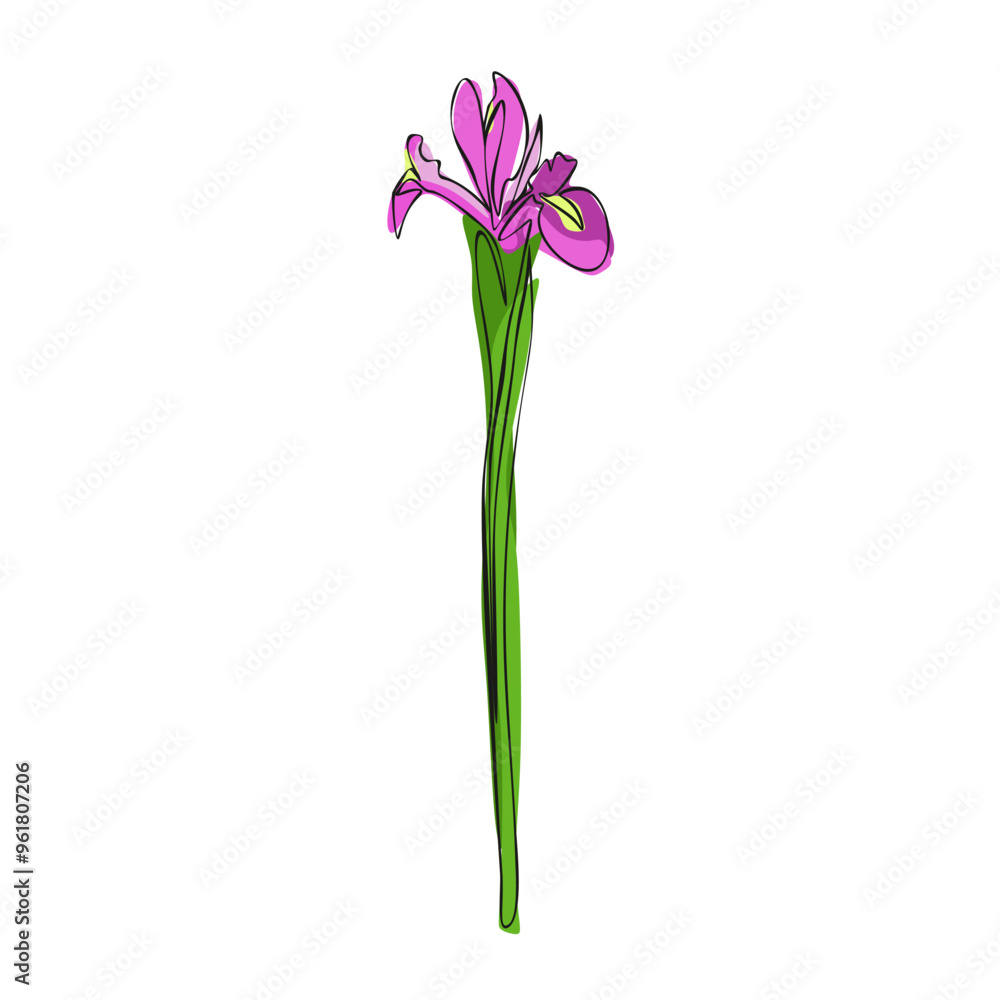 Fototapeta premium Iris Line Drawing. Minimalistic colorful Floral illustration isolated on white background