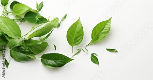 green leaves on white background