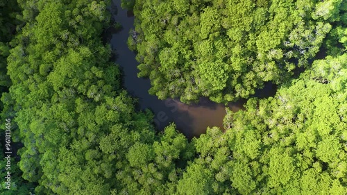 マングローブ林を流れる川をドローン空撮（真俯瞰・縦スクロール）