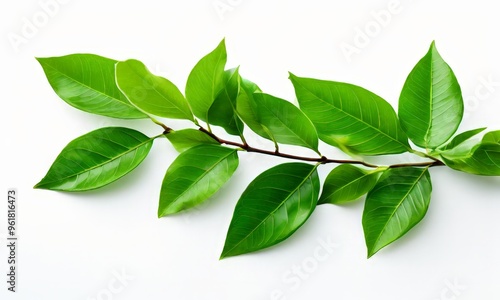 branch tree with green leaves