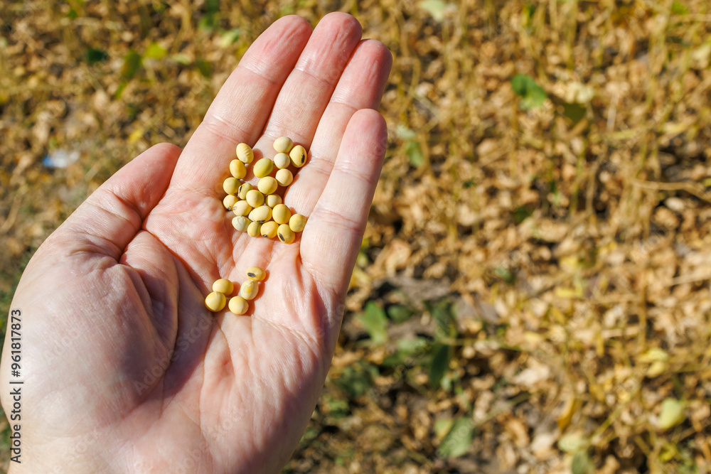 Close up of soybeans in human hand. A farmer's hand holds ripe soybean pods in a cultivated field. Soybean harvest in the field. The concept of a bountiful harvest. Close up of soybeans in human hand. A farmer's hand holds ripe soybean pods in a cultivated field. Soybean harvest in the field. The concept of a bountiful harvest.