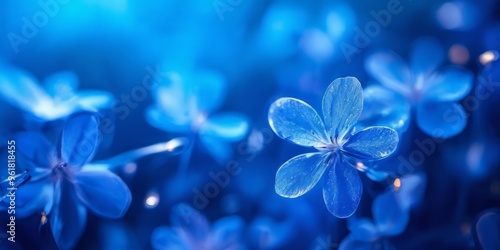 blue flowers wallpapers