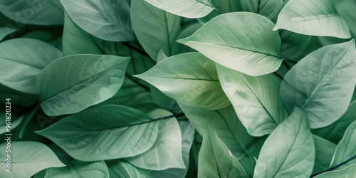 Wallpaper Mural Background of green leaves.  Torontodigital.ca