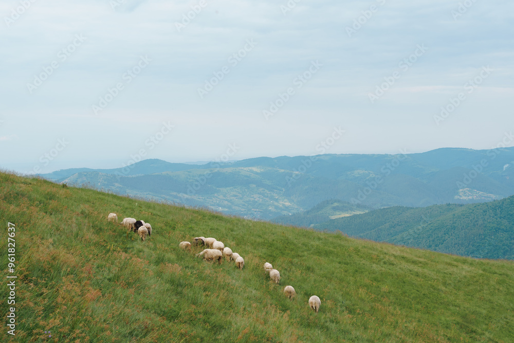 Obraz premium Flock of white curly sheep graze freely in the middle of the field against the background of mountains. Breeding agriculture animal, small business, homemade organic cheese, sheep dike concept