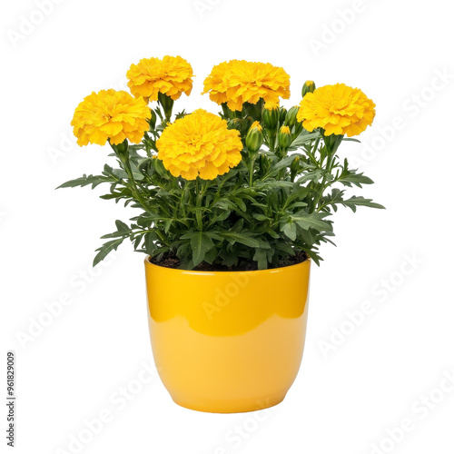 Yellow Flower Pot with Matching Yellow Flower, Vibrant Monochrome Floral Display.