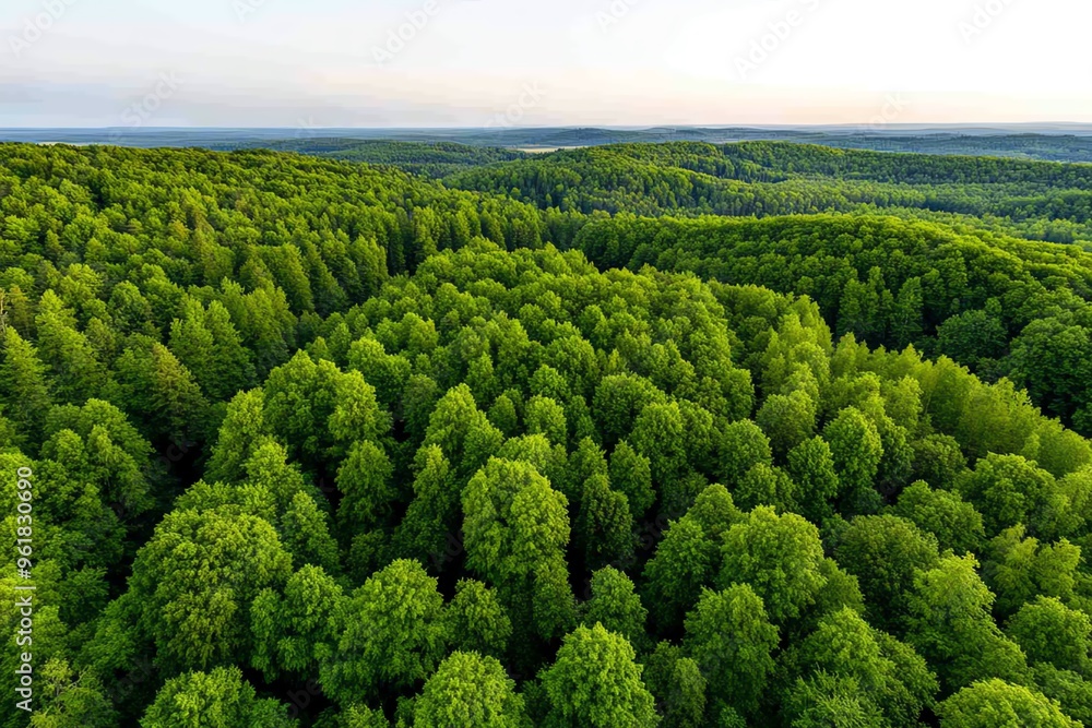 Aerial view, forest at dusk, fading light casts the trees into silhouette, creating a mysterious atmosphere