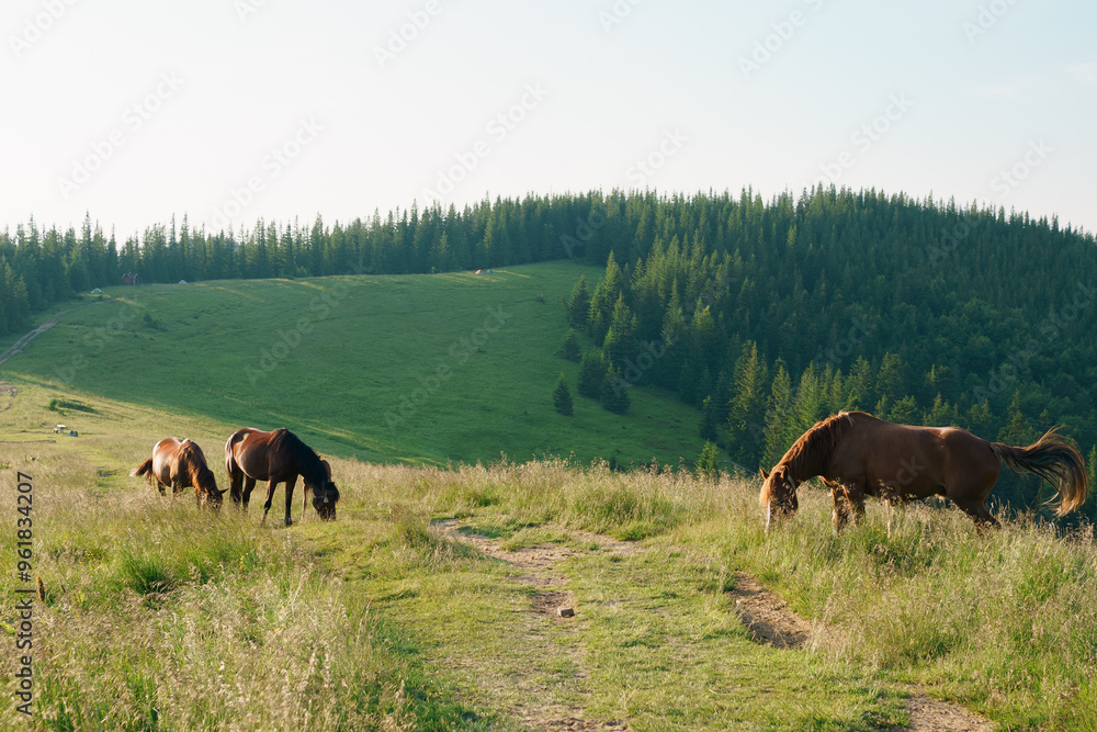 Three brown bay horses with a long mane and a tail graze among a meadow in tall grass illuminated by the morning sun. Animal farm, red thoroughbred horse, breed horses, chestnut horse, regal horse. Three brown bay horses with a long mane and a tail graze among a meadow in tall grass illuminated by the morning sun. Animal farm, red thoroughbred horse, breed horses, chestnut horse, regal horse.