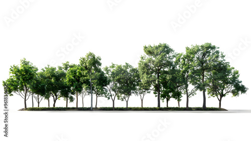 Lush Jungle Trees Collection on Transparent Background for Design Projects photo