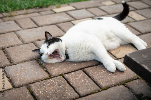 Funny cat lying on the backyard and yawning photo