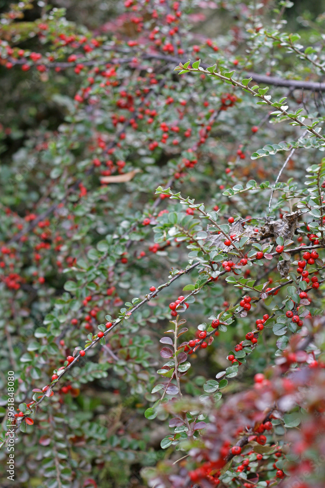 Obraz premium red and green leaves