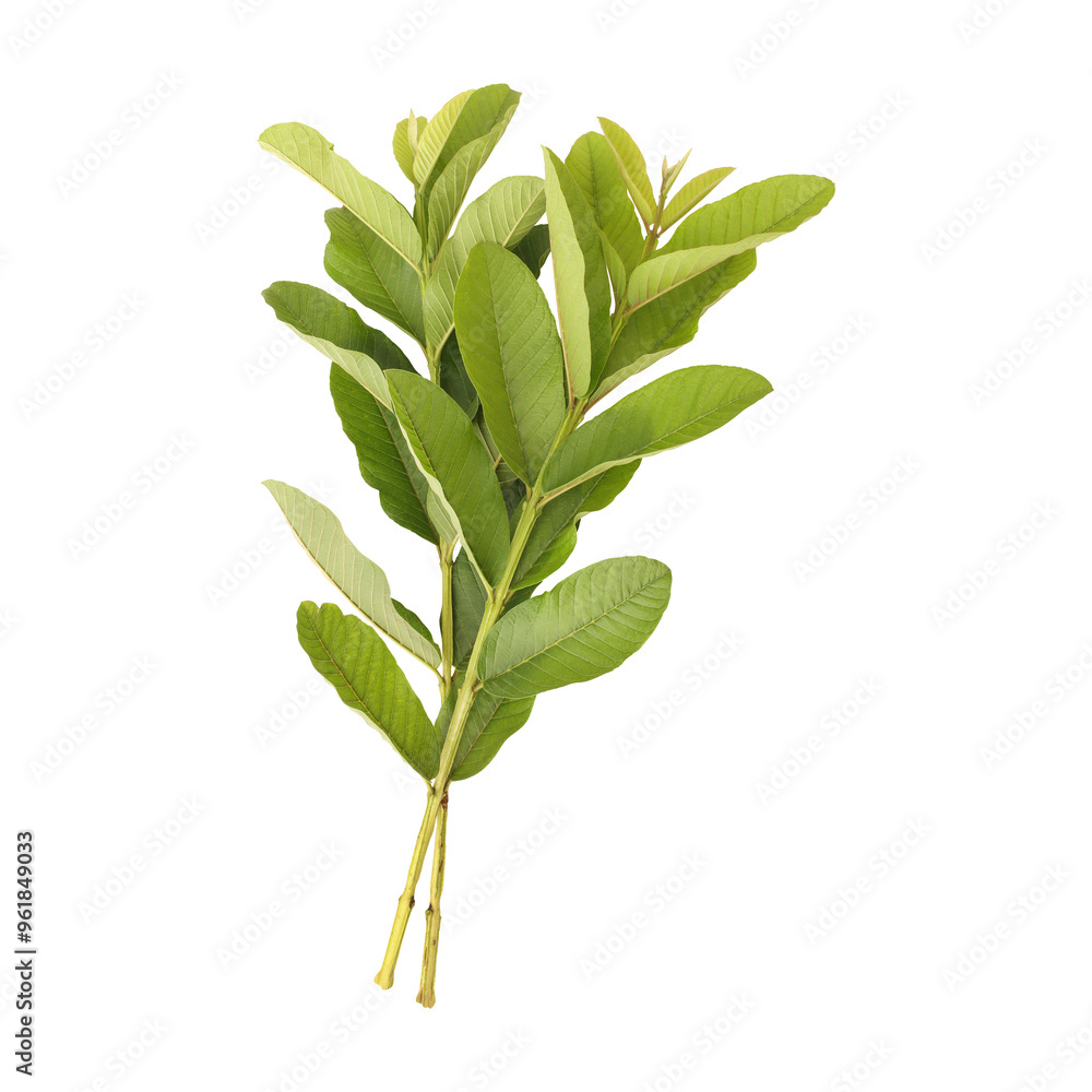 Fototapeta premium Fresh green guava leaves branch isolated on transparent backgroun