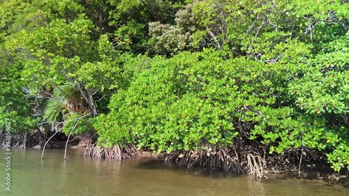 マングローブ林を流れる川を近距離でドローン空撮（横トラック）
