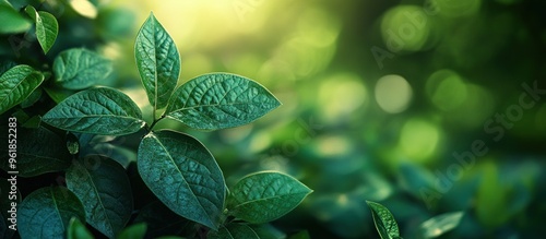 Close-up of Lush Green Leaves in a Sunlight