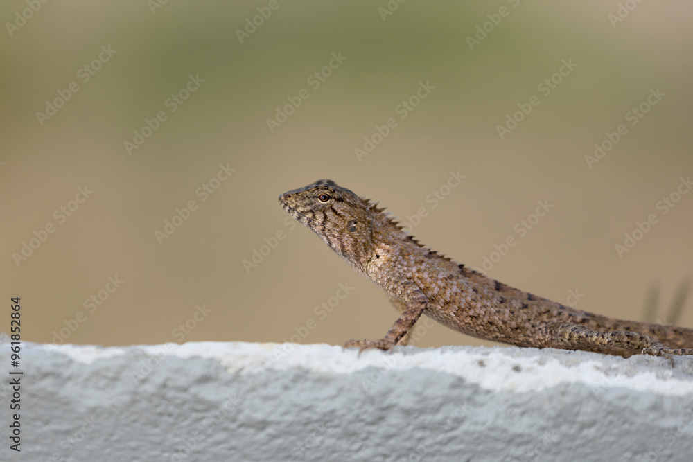 Fototapeta premium A Motionless Lizard