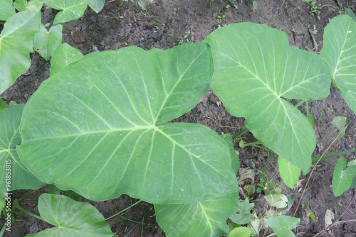 Xanthosoma sagittifolium plant on farm photo