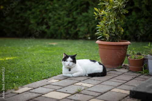 Sweet cat sits on backyard and waiting for its owners
