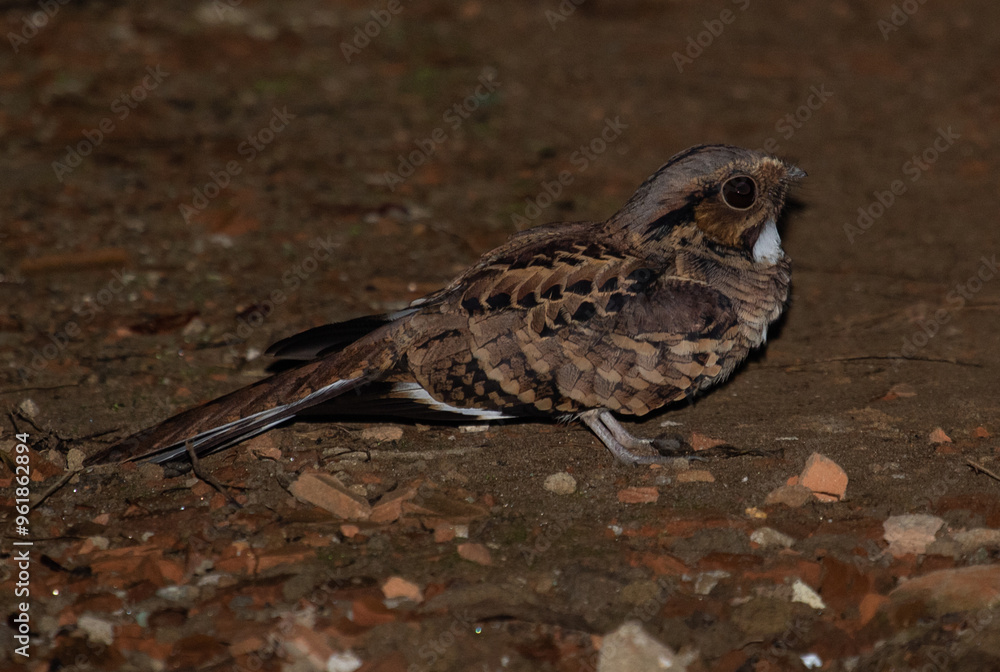 Obraz premium nightja