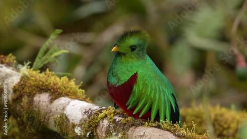 Tropic bird Quetzal, Pharomachrus mocinno, from nature Costa Rica, detail portrait. Magnificent sacred mystic green and red bird. Resplendent Quetzal in jungle habitat. Wildlife scene from Costa Rica.