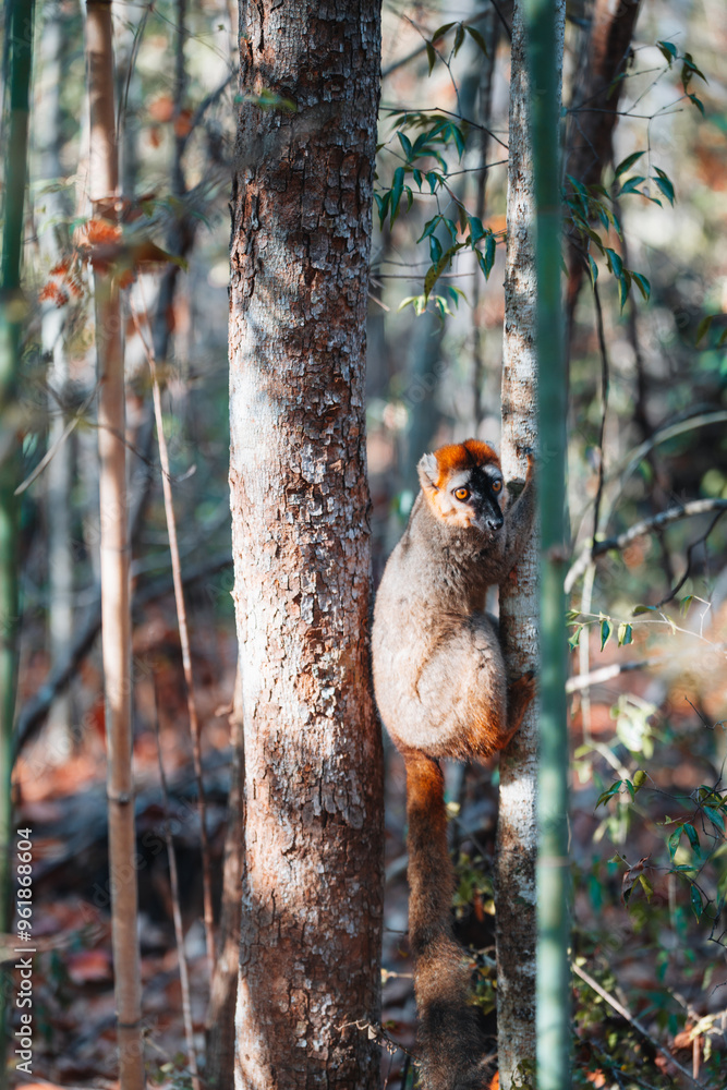 Common brown lemur in Kirindy forest, Madagascar