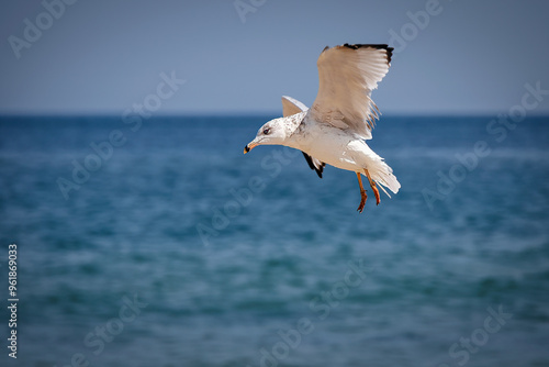 Gull Landing photo