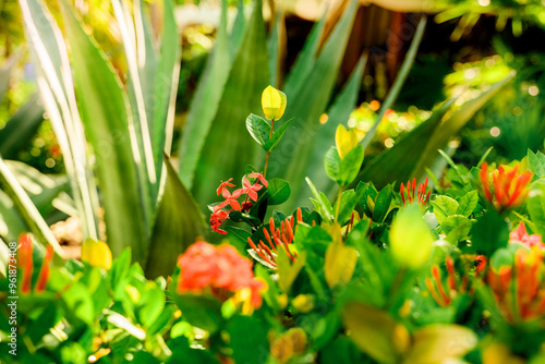 Wallpaper Mural Flores y Plantas Torontodigital.ca