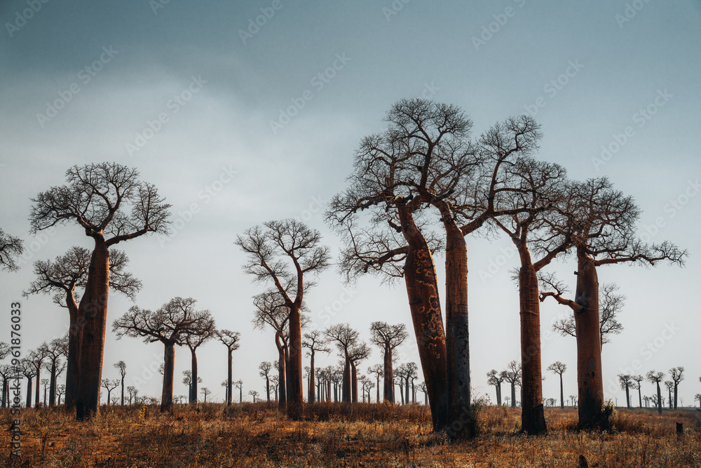 Baobab trees near Morondava Madacascar