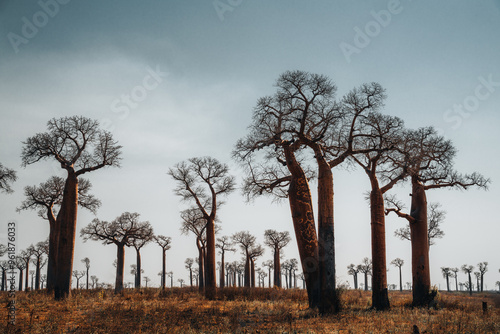 Obraz na płótnie Baobab trees near Morondava Madacascar w salonie