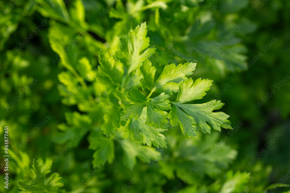 Green leaf of parsley outdoors.
Green leaf of parsley outdoors.