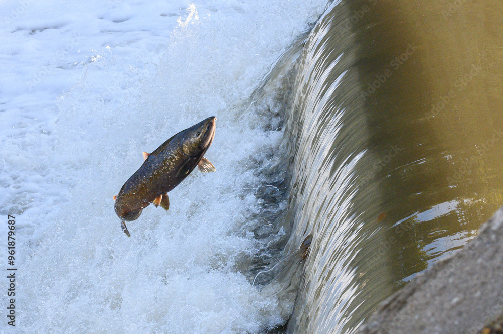 Fototapeta premium Salmon Run on the Humber River at Old Mill Park in Canada