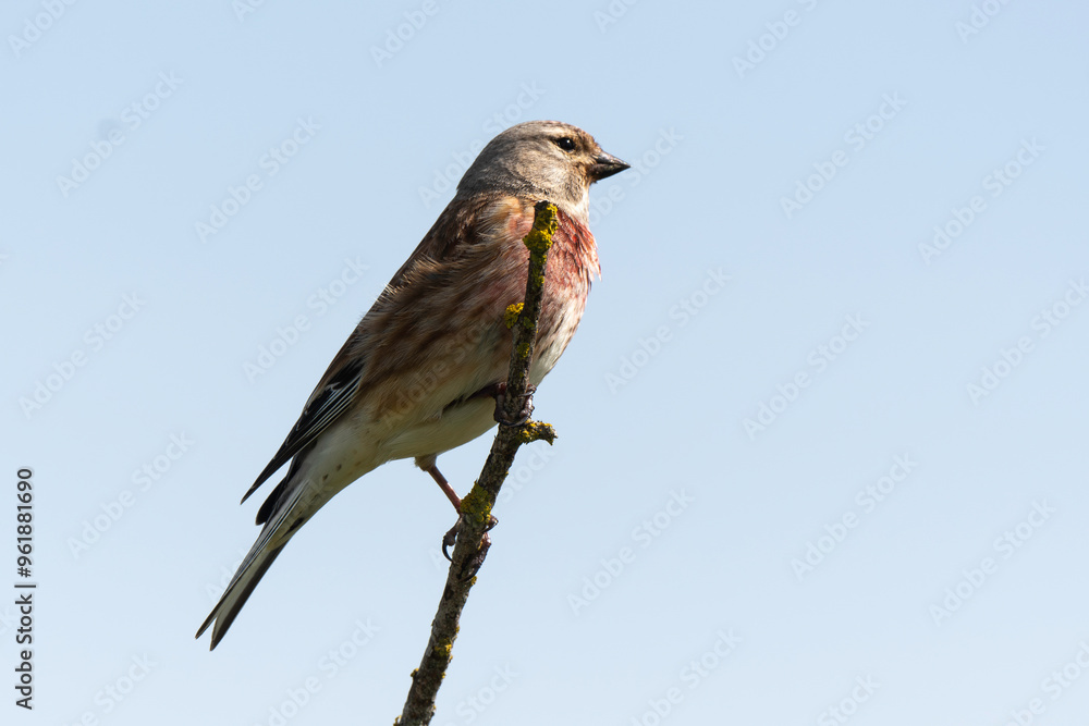 Linotte mélodieuse,.Linaria cannabina, Common Linnet Linotte mélodieuse,.Linaria cannabina, Common Linnet