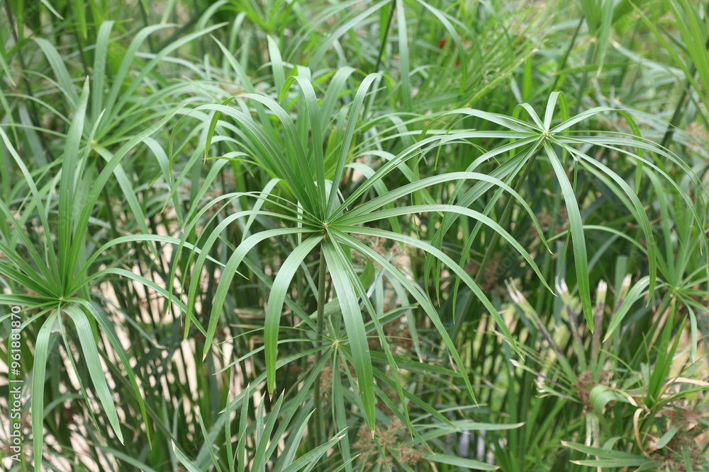 close up of leaves of cyperus alternifolius close up of leaves of cyperus alternifolius