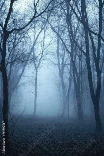 A forest with foggy trees and a misty atmosphere