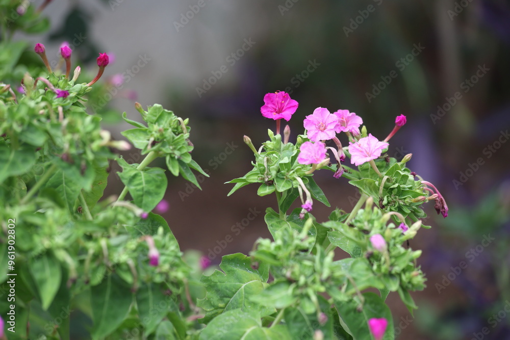 close up of flowers of mirabilis jalapa close up of flowers of mirabilis jalapa