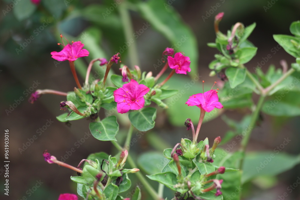 close up of flowers of mirabilis jalapa close up of flowers of mirabilis jalapa