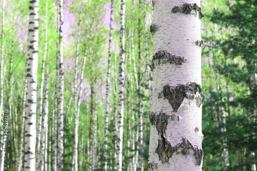 Obraz premium Beautiful birch trees with white birch bark