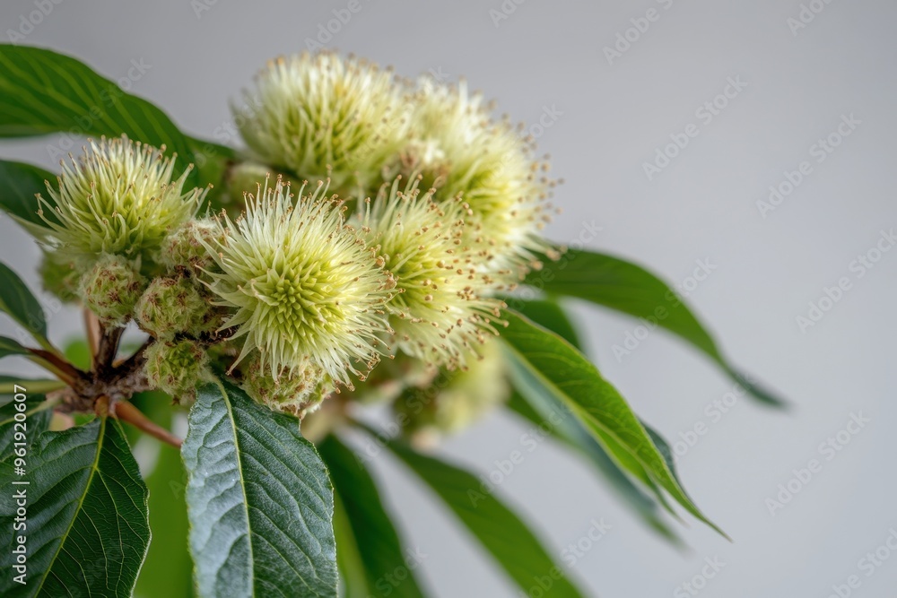 Photograph chestnut tree in nature Perfect for close up photography enthusiasts Photograph chestnut tree in nature Perfect for close up photography enthusiasts