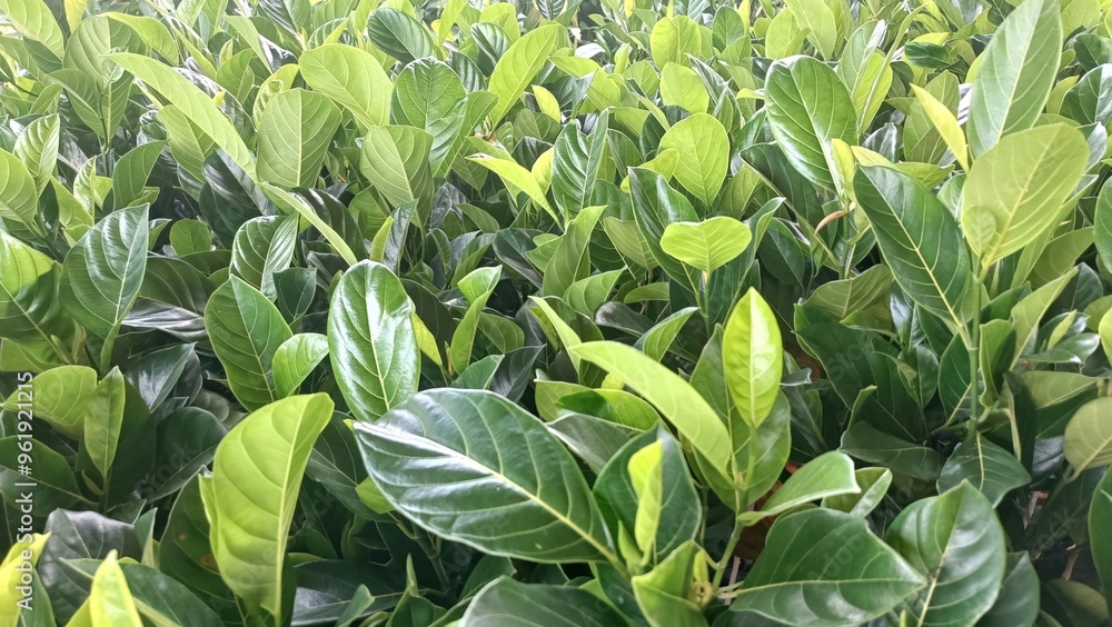 Fototapeta premium A lush green plant with leaves that are green and brown