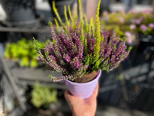 Beautiful blooming pink, purple and white Calluna vulgaris decorative plant  in flower pot in female hand close up