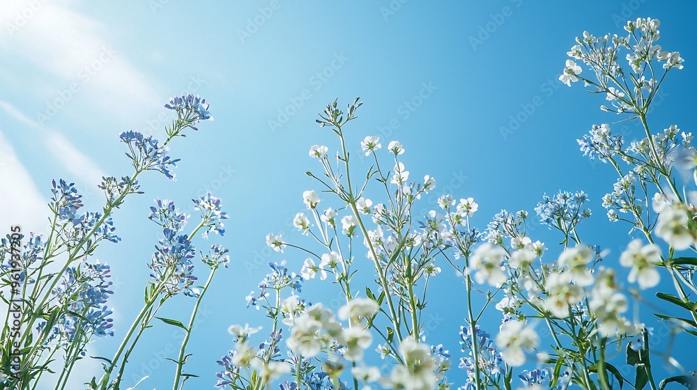 White and Blue Flowers Against a Blue Sky White and Blue Flowers Against a Blue Sky