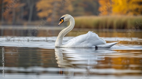 Graceful swan gliding on serene pond: A graceful swan glides effortlessly across a serene pond, its white feathers reflecting in the still water, creating a scene of peace and beauty. 